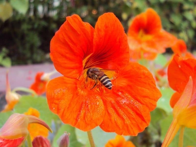 Bee pollinating vibrant orange flower in a garden setting.