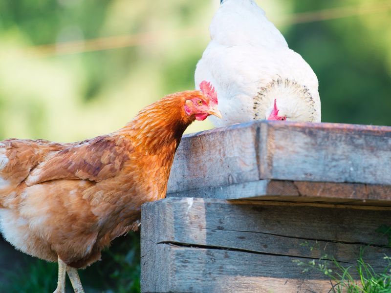 Older chickens stop laying eggs