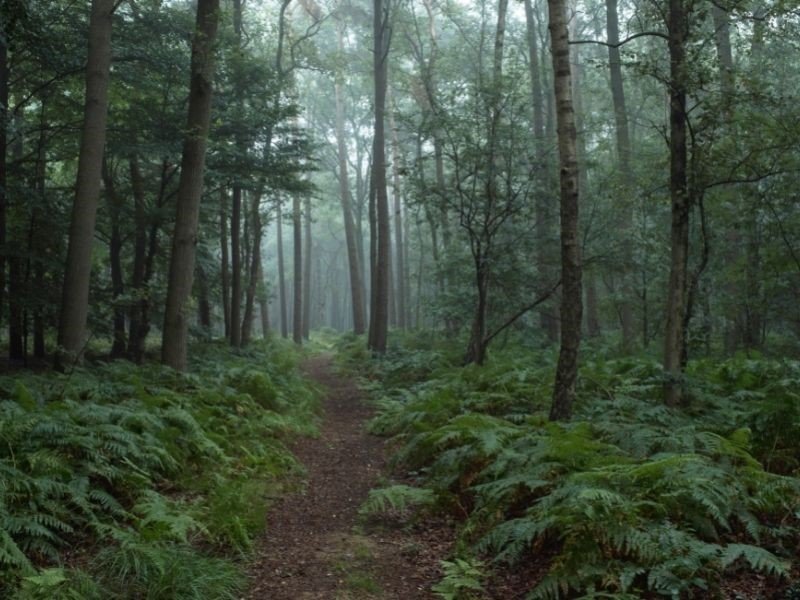 Peaceful Pathway Through a forest with large ferns on either side