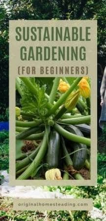 How to Plan & Grow a Sustainable Garden for Beginners
