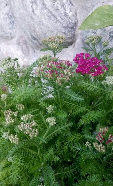 pink yarrow growing along in river rock garden