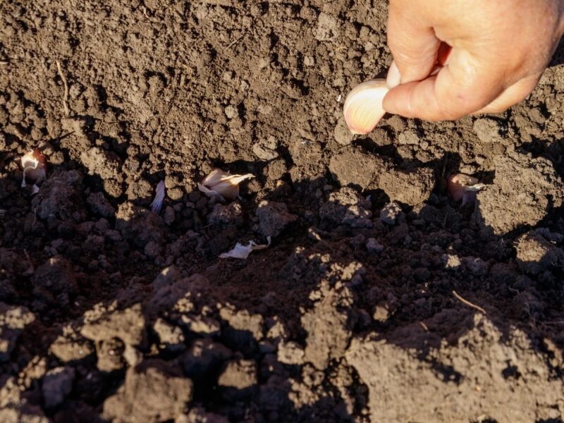 planting garlic cloves in a fall garden