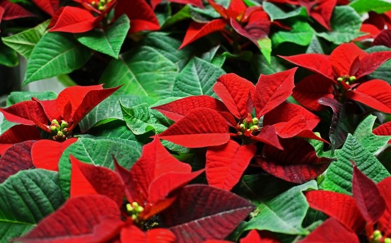 Red Poinsettas Plant