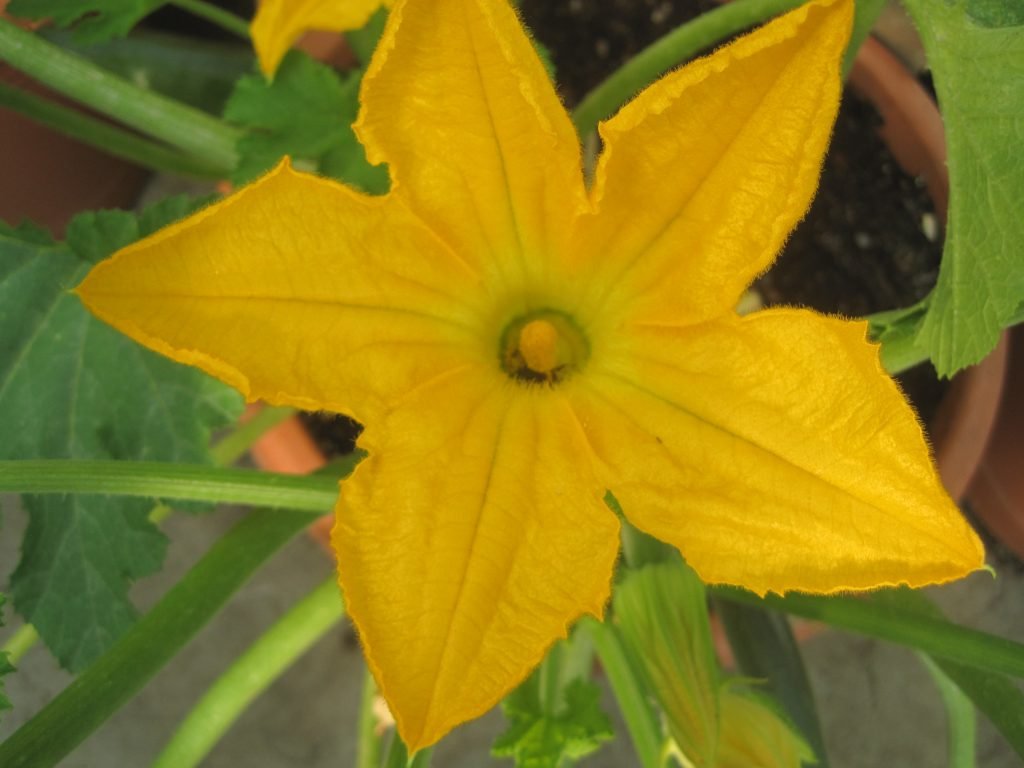 There is Bee Inside This Zucchini Blossom