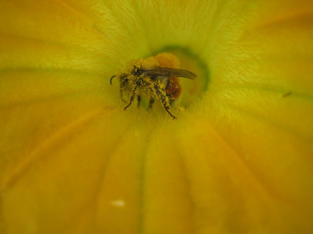 Pollination By a Bee