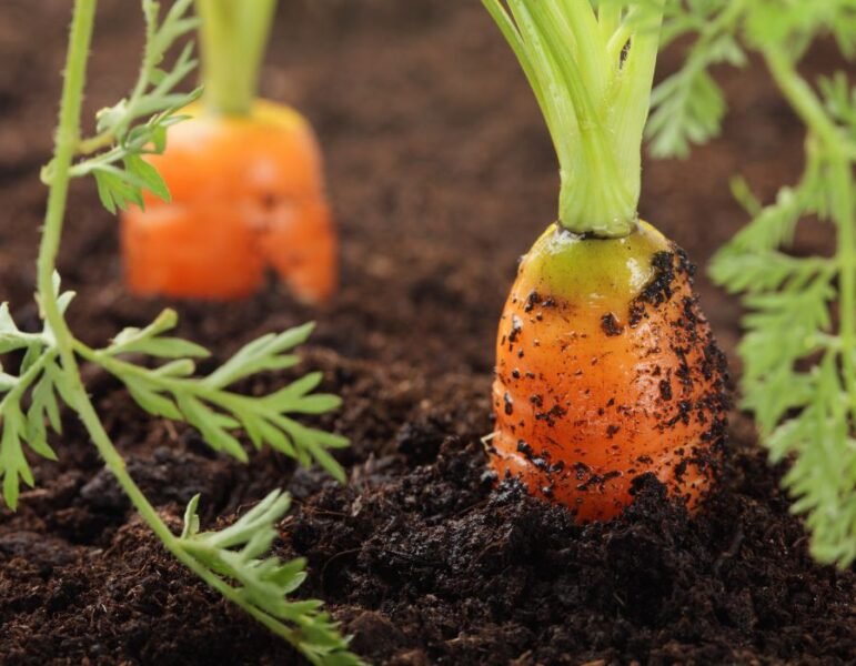 fresh orange carrots ready to pull for healthy garden soil