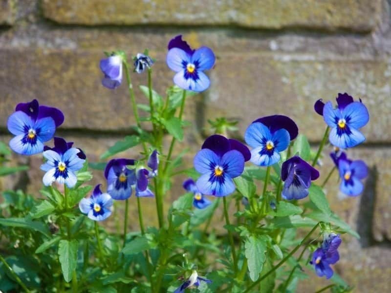 a cluster of simple yet lovely purplish blue pansies