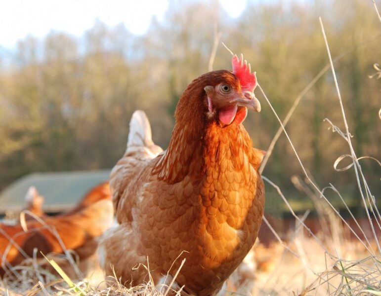 raising healthy chickens helps insure fresh delicious eggs
