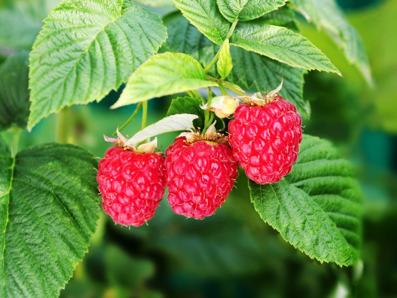 bright red raspberries growing on a vine