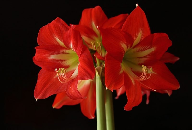 Red-Amaryllis-3