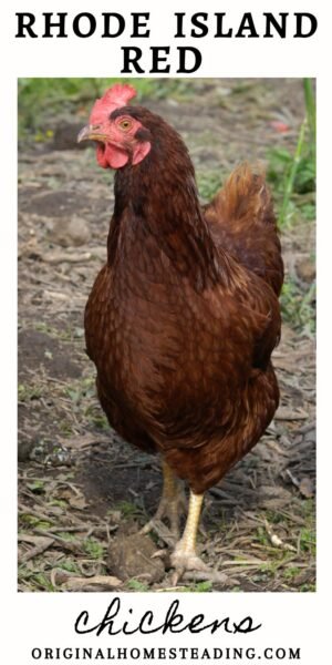 Raising Rhode Island Red Chickens: dual-purpose breed promo image