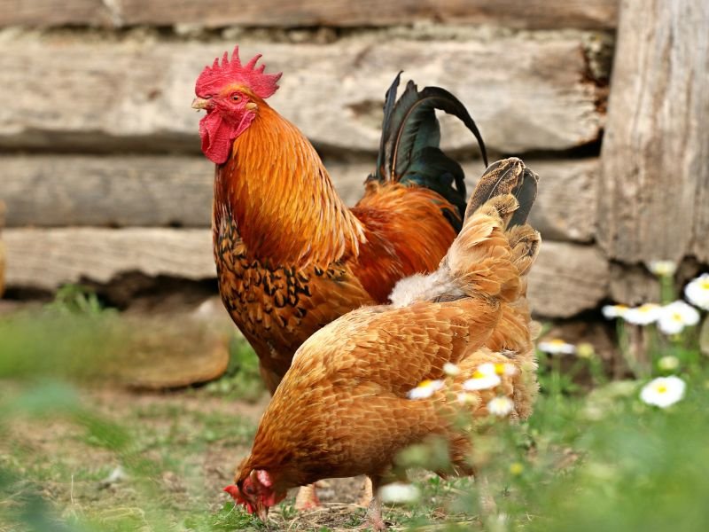 Rooster and Hen in Barnyard