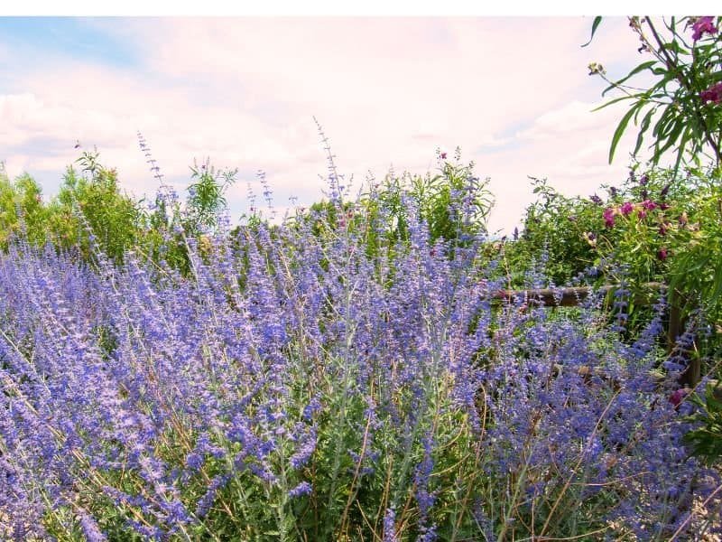 Russian Sage is a beautiful yet extremely hardy perennial flowering plant.