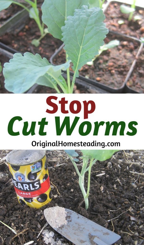 download get rid of cutworms