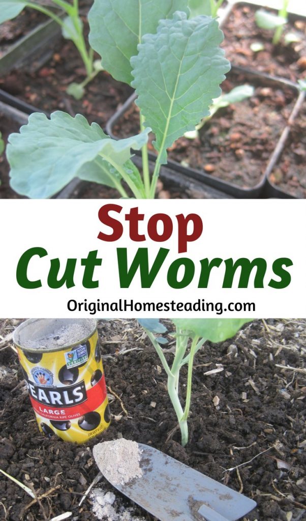 Control Cut Worms Naturally In One Easy Step