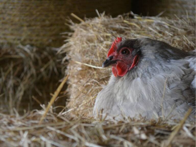 Sapphire Gem Hen in a barn by a hay bale
