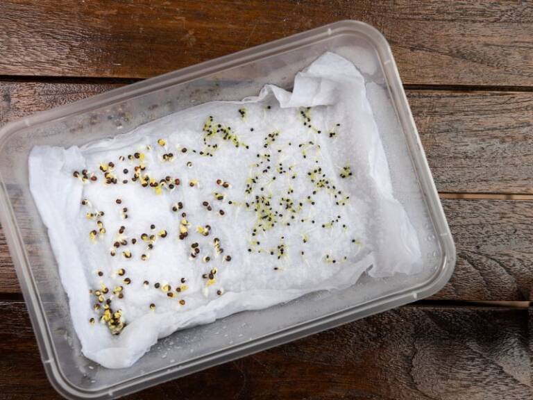 find out why seeds are not sprouting with a quick germination test
