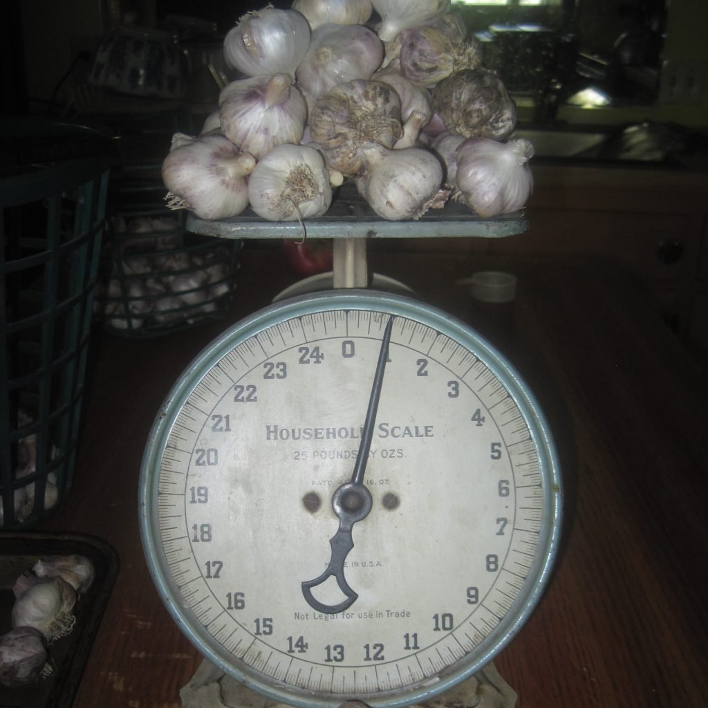 Selling Garlic by the Pound
