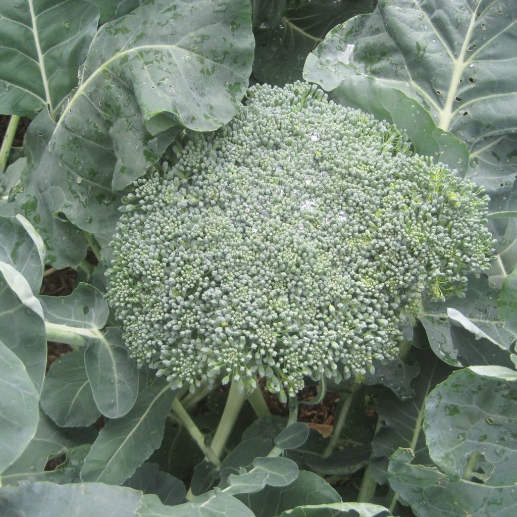 fresh garden head of broccoli that is ready to harvest