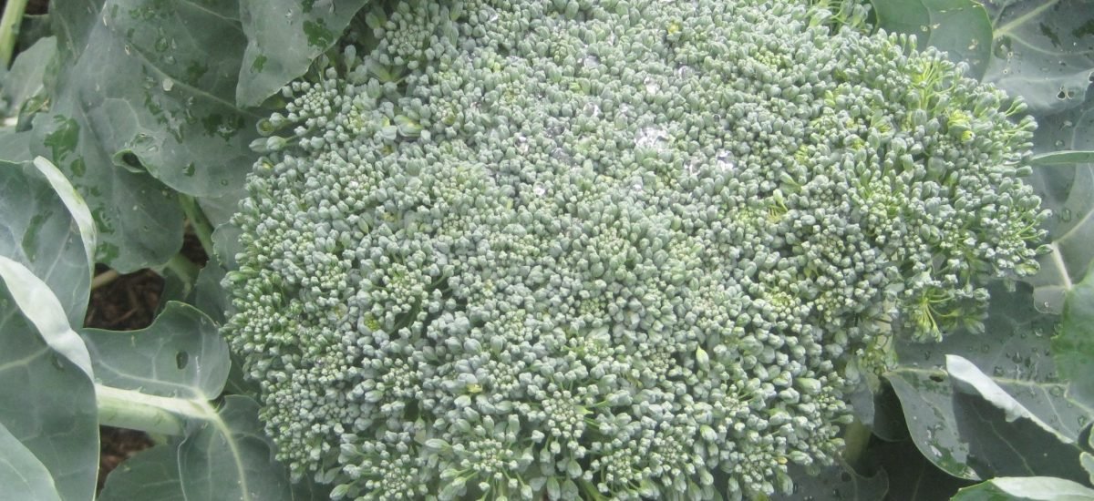 fresh garden head of broccoli that is ready to harvest