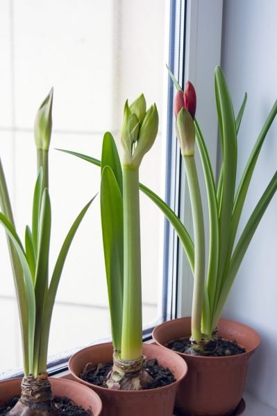 Set-of-Three-Amaryllis-Plants-