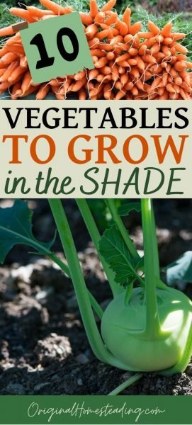 Top 10 Vegetables That Grow in the Shade & Still Thrive! promo image