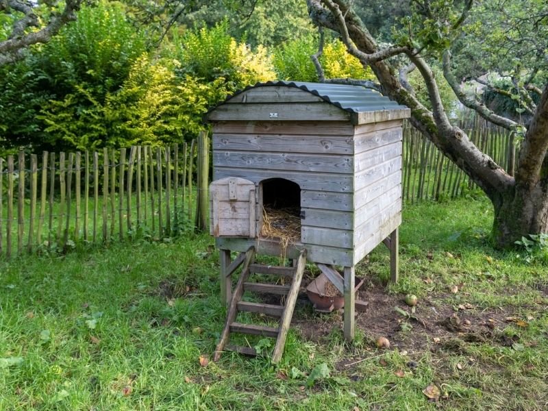 simple backyard farm chicken coop