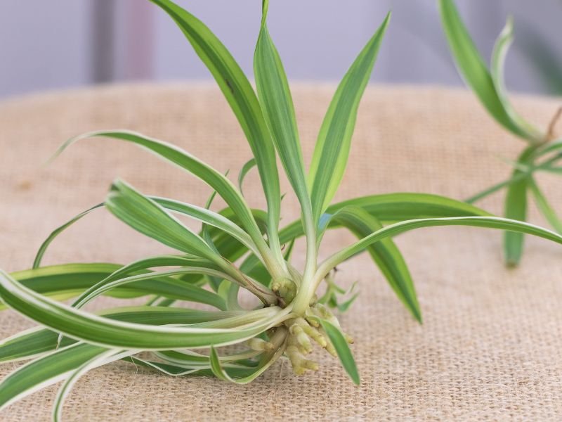Spider Plant Baby with Roots