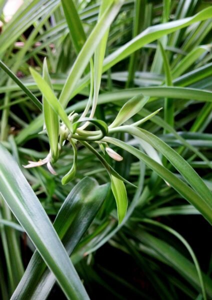Spider Plant Pup Rooting in Jar of Water