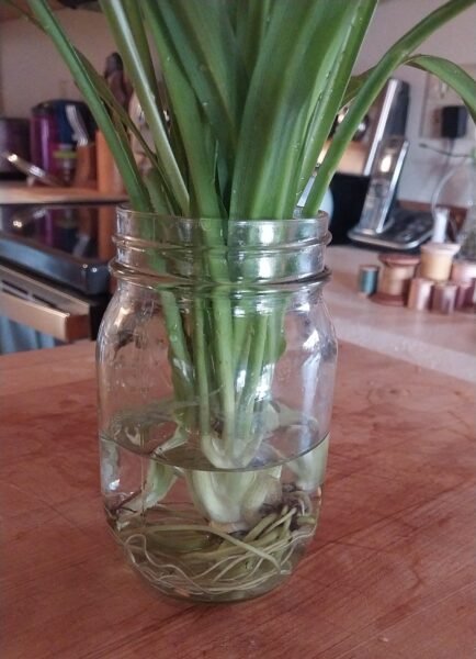 Spider Plant Pup Rooting in Jar of Water