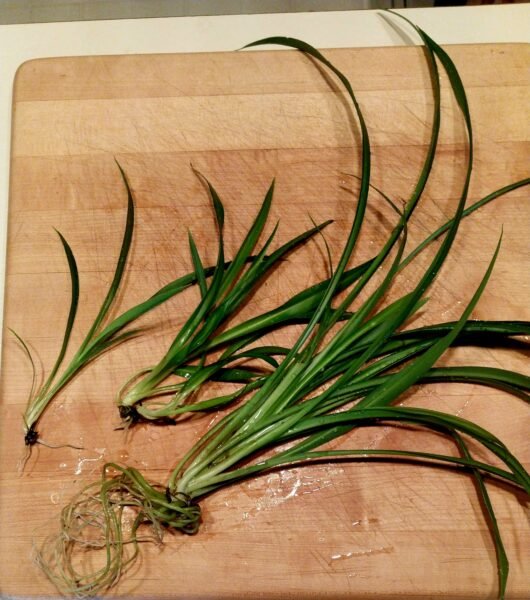 Spider Plant Flower on the stem