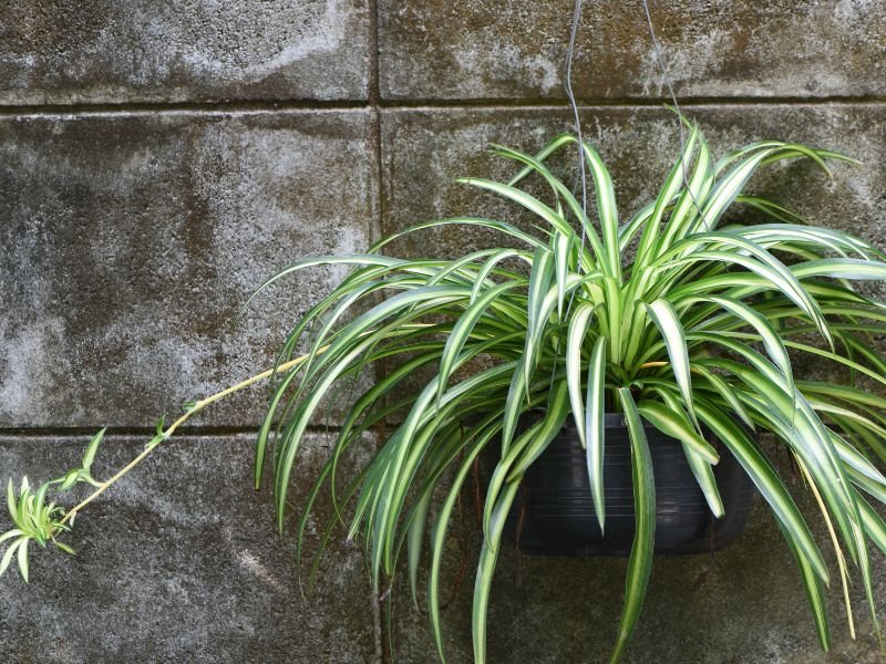 Spider plant in a hanging pot against a rustic stove wall