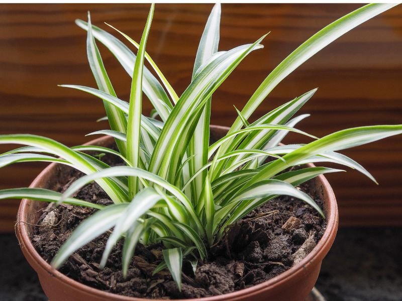 spider plant in outdoor pot