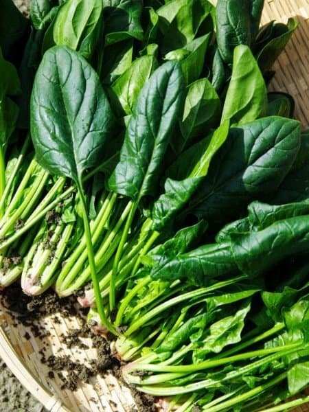 USDA plant hardiness zones map of the United States for gardening and planting guides.