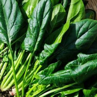 Spinach Leaves that have been freshly picked for a homeamade salad