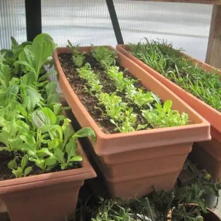 Succession Planting of Leaf Lettuces