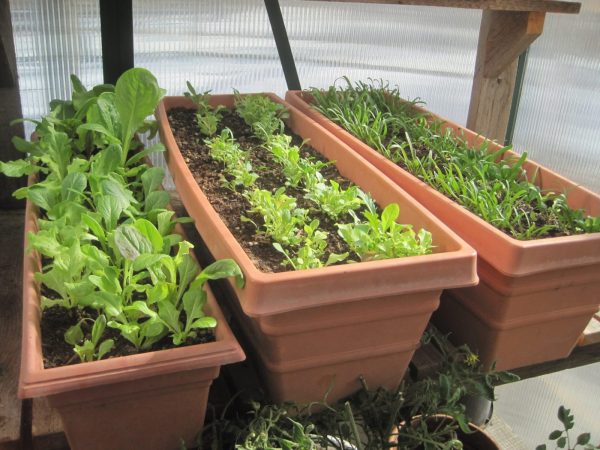 planters in a greenhouse that are full of young seedlings