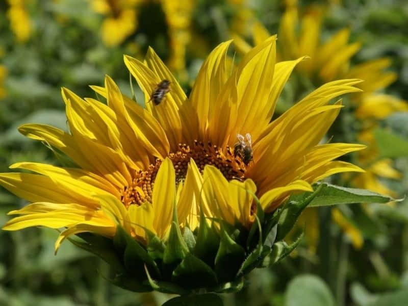 Bright sunflower with bees in a vibrant bee-friendly garden.