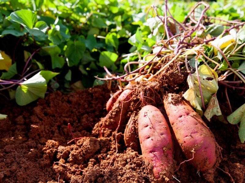 Sweet potatoes growing in the garden