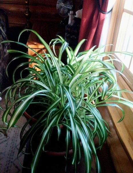 Thriving Spider plant in front of a shaded window