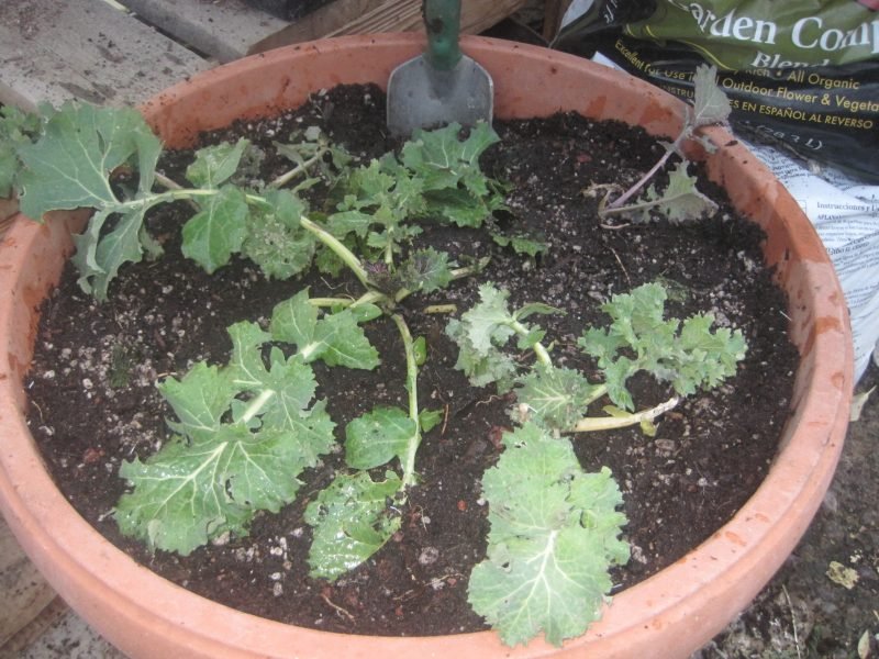 Transplant Kale into Pots
