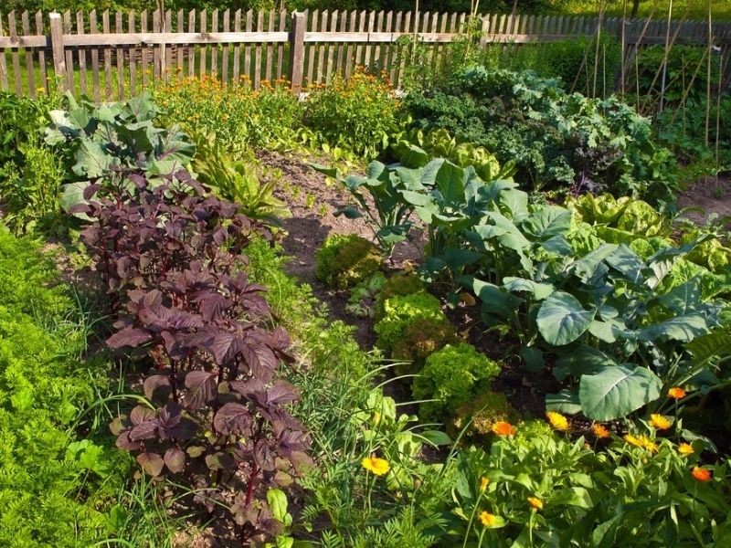 Beautiful vegetable garden at the height of the summer with a bountiful harvest