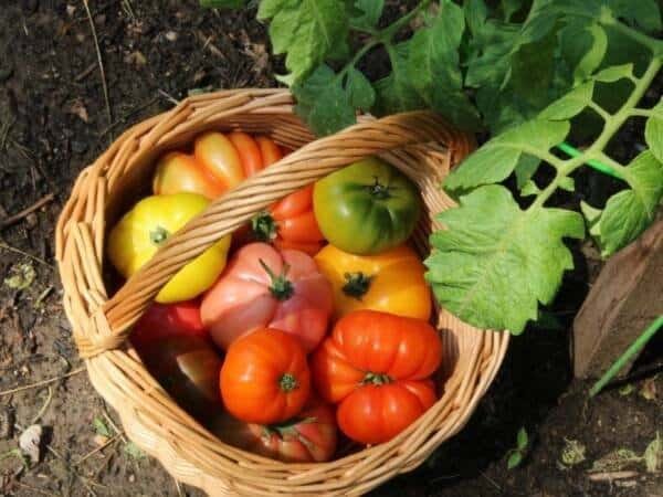 heirloom tomato varieties from the garden