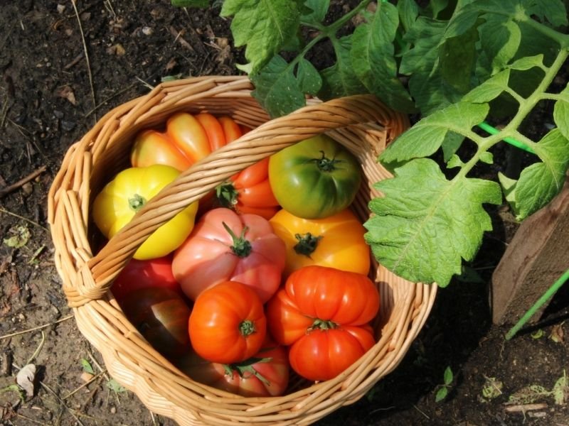 heirloom tomato varieties from the garden