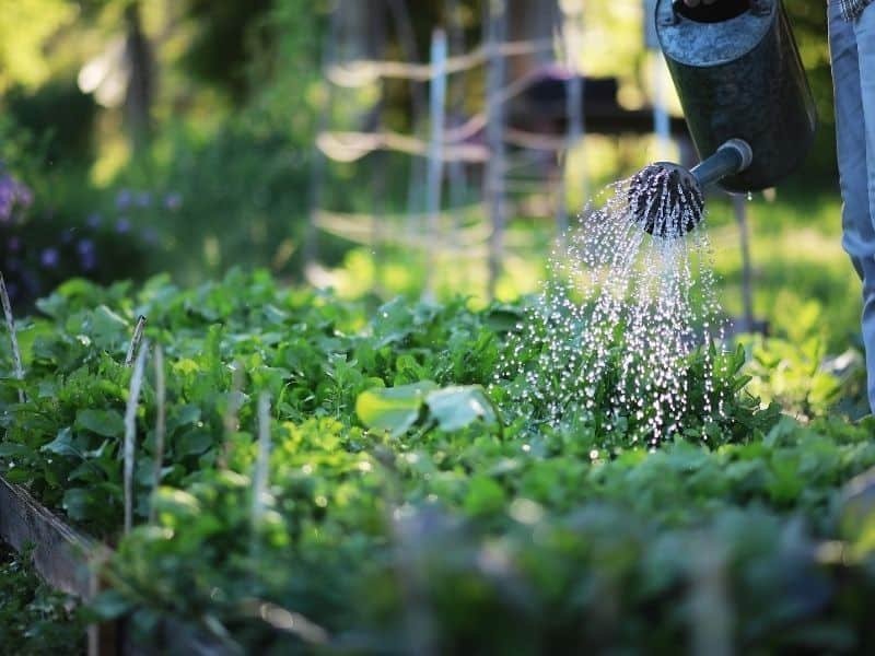 a gardener watering her vegetables in the early morning