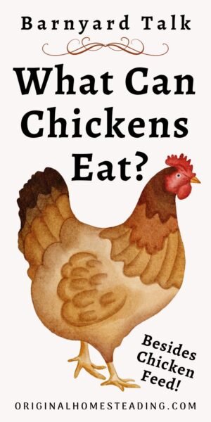 What Can Chickens Eat? Promo Image
