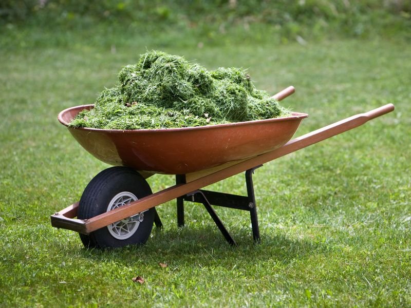 red wheelbarrow with lawn grass clippings that would have been mulched