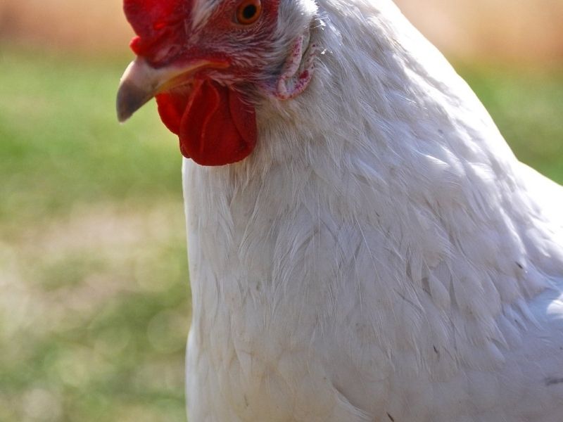 white leghorn hen 