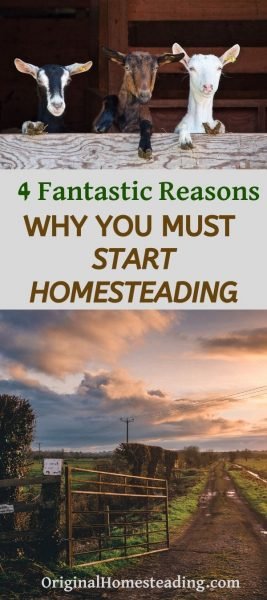 Homesteading: 4 FANTASTIC REASONS to Why YOU Must Start Today! promo image