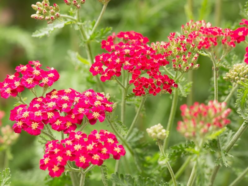 Beautiful Perennial Red Yarrow growing in a field